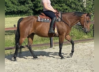 Caballo cuarto de milla, Yegua, 8 años, 160 cm, Castaño
