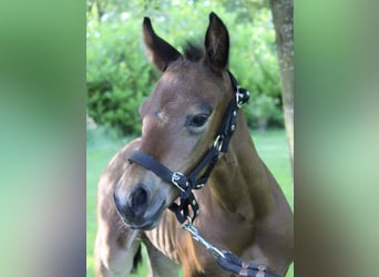 Caballo cuarto de milla, Yegua, 8 años, 160 cm, Castaño
