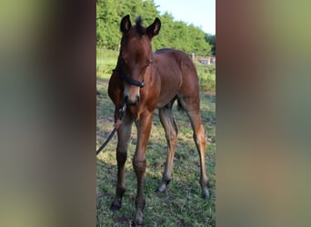 Caballo cuarto de milla, Yegua, 8 años, 160 cm, Castaño