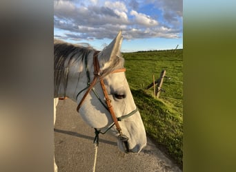 Caballo cuarto de milla, Yegua, 8 años, 160 cm, Musgo