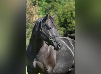 Caballo cuarto de milla, Yegua, 8 años, 160 cm, Negro