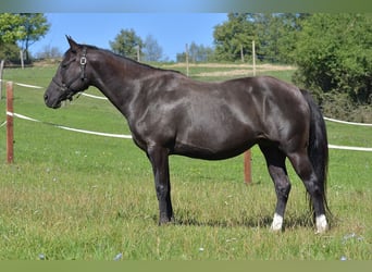 Caballo cuarto de milla, Yegua, 8 años, 160 cm, Negro