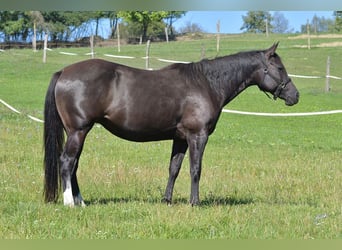 Caballo cuarto de milla, Yegua, 8 años, 160 cm, Negro