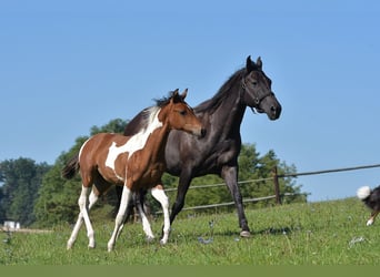 Caballo cuarto de milla, Yegua, 8 años, 160 cm, Negro