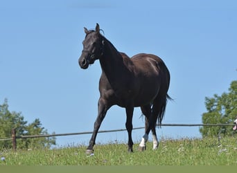 Caballo cuarto de milla, Yegua, 8 años, 160 cm, Negro