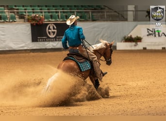 Caballo cuarto de milla, Yegua, 8 años, 160 cm, Palomino