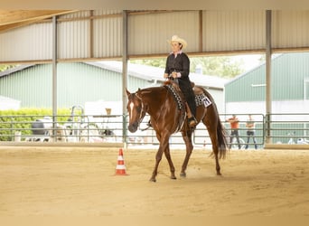 Caballo cuarto de milla, Yegua, 8 años, 163 cm, Alazán