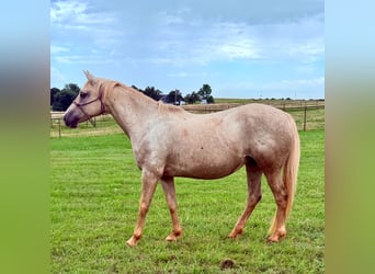 Caballo cuarto de milla, Yegua, 8 años, 163 cm, Palomino
