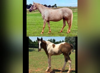 Caballo cuarto de milla, Yegua, 8 años, 163 cm, Palomino