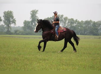 Caballo cuarto de milla, Yegua, 8 años, 168 cm, Negro