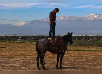 Caballo cuarto de milla, Yegua, 8 años, 168 cm, Ruano azulado