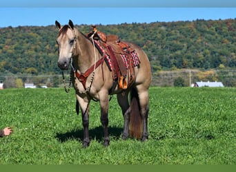 Caballo cuarto de milla, Yegua, 8 años, Buckskin/Bayo