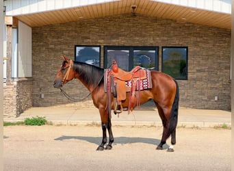 Caballo cuarto de milla, Yegua, 8 años, Castaño rojizo