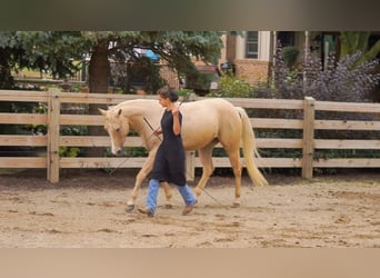 Caballo cuarto de milla, Yegua, 8 años, Palomino