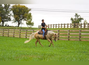 Caballo cuarto de milla, Yegua, 8 años, Palomino