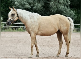 Caballo cuarto de milla, Yegua, 8 años, Palomino