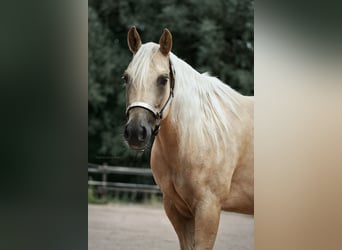 Caballo cuarto de milla, Yegua, 8 años, Palomino