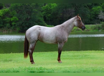Caballo cuarto de milla, Yegua, 8 años, Ruano alazán