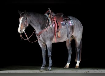 Caballo cuarto de milla, Yegua, 8 años, Ruano azulado