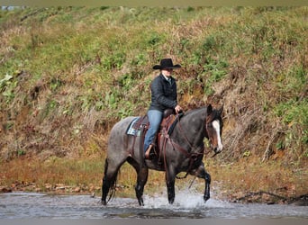 Caballo cuarto de milla, Yegua, 8 años, Ruano azulado