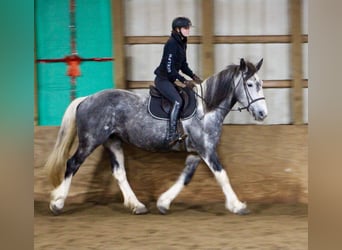Caballo cuarto de milla, Yegua, 8 años, Tobiano-todas las-capas