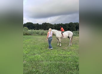 Caballo cuarto de milla, Yegua, 8 años, Tordo