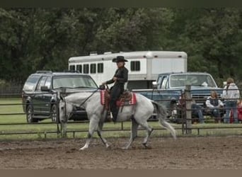 Caballo cuarto de milla, Yegua, 8 años, Tordo