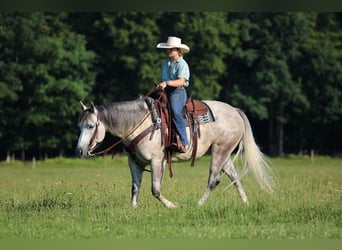 Caballo cuarto de milla, Yegua, 8 años, Tordo
