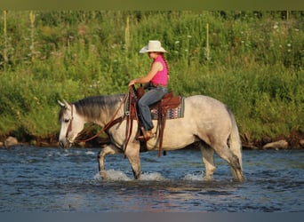 Caballo cuarto de milla, Yegua, 8 años, Tordo