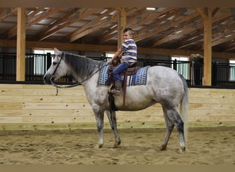 Caballo cuarto de milla, Yegua, 8 años, Tordo