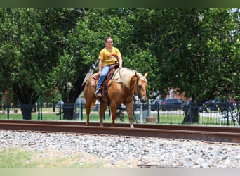 Caballo cuarto de milla, Yegua, 9 años, 142 cm, Palomino