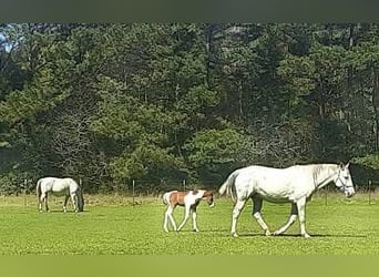 Caballo cuarto de milla, Yegua, 9 años, 142 cm, Tordo