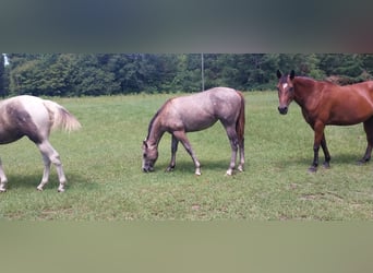 Caballo cuarto de milla, Yegua, 9 años, 142 cm, Tordo