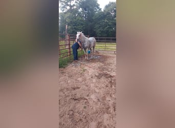 Caballo cuarto de milla, Yegua, 9 años, 142 cm, Tordo