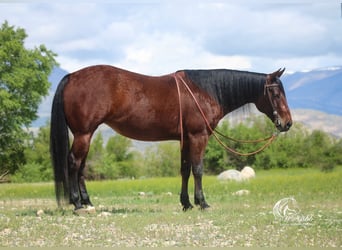 Caballo cuarto de milla, Yegua, 9 años, 145 cm, Castaño rojizo