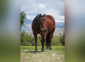 Caballo cuarto de milla, Yegua, 9 años, 145 cm, Castaño rojizo