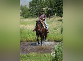 Caballo cuarto de milla, Yegua, 9 años, 145 cm, Castaño rojizo