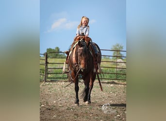 Caballo cuarto de milla, Yegua, 9 años, 145 cm, Castaño rojizo
