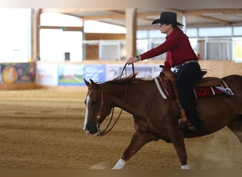 Caballo cuarto de milla, Yegua, 9 años, 147 cm, Alazán