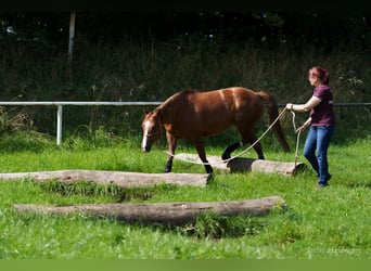 Caballo cuarto de milla, Yegua, 9 años, 147 cm, Alazán