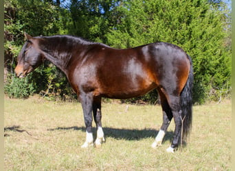 Caballo cuarto de milla, Yegua, 9 años, 147 cm, Castaño rojizo