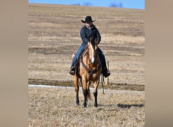 Caballo cuarto de milla, Yegua, 9 años, 150 cm, Buckskin/Bayo