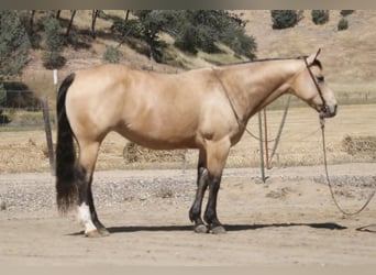 Caballo cuarto de milla, Yegua, 9 años, 150 cm, Buckskin/Bayo