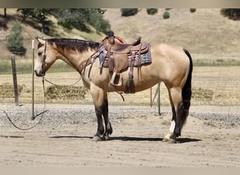 Caballo cuarto de milla, Yegua, 9 años, 150 cm, Buckskin/Bayo