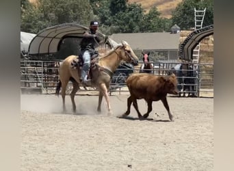 Caballo cuarto de milla, Yegua, 9 años, 150 cm, Palomino