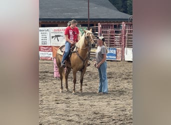 Caballo cuarto de milla, Yegua, 9 años, 150 cm, Palomino