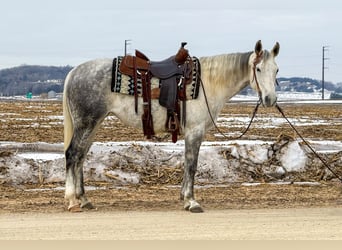 Caballo cuarto de milla, Yegua, 9 años, 150 cm, Tordo