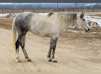 Caballo cuarto de milla, Yegua, 9 años, 150 cm, Tordo
