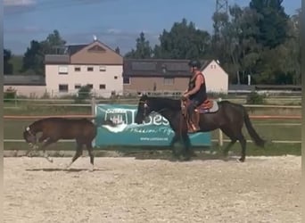 Caballo cuarto de milla, Yegua, 9 años, 150 cm