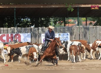 Caballo cuarto de milla, Yegua, 9 años, 152 cm, Alazán